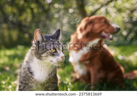 Cat and dog sitting together in grass on sunny day. Freindship between tabby domestic cat and Nova Scotia Duck Tolling Retriever. 