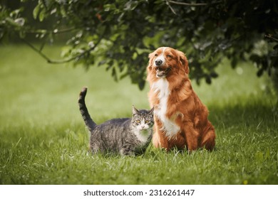 Cat and dog sitting together on meadow. Freindship between tabby domestic cat and Nova Scotia Duck Tolling Retriever. 
