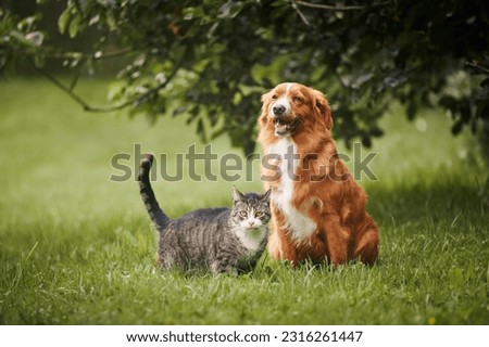 Cat and dog sitting together on meadow. Freindship between tabby domestic cat and Nova Scotia Duck Tolling Retriever. 
