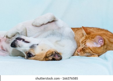 Cat And Dog Sleeping On The Sofa