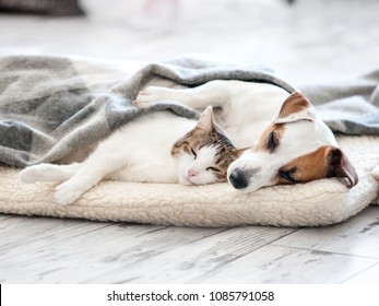 Cat and dog sleeping. Pets sleeping embracing