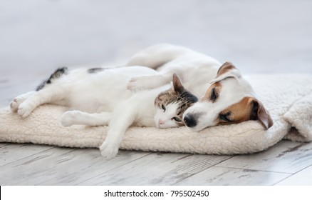 Cat   dog sleeping  Pets sleeping embracing