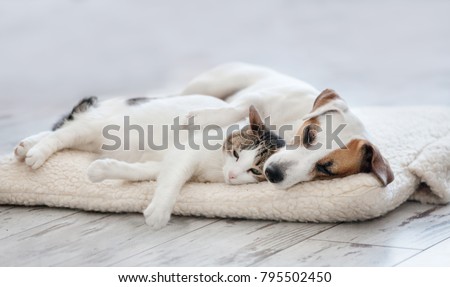 Cat and dog sleeping. Pets sleeping embracing