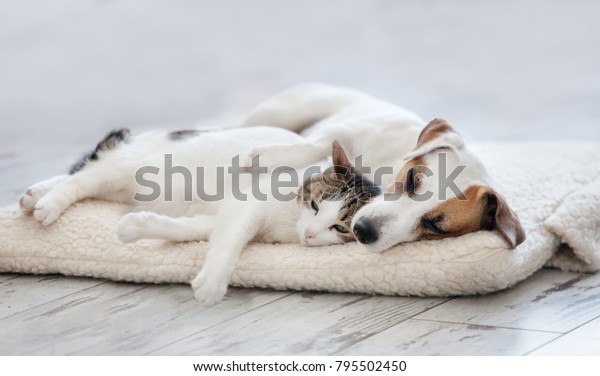 Cat and dog\
sleeping. Pets sleeping\
embracing