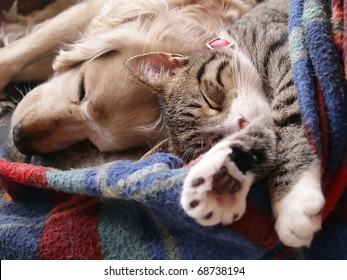 Cat And Dog Sleeping Together