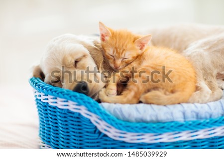 Cat and dog sleeping together in a basket. Kitten and puppy taking nap. Home pets. Animal care. Love and friendship. 