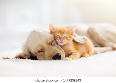 Katze und Hund schlafen zusammen. Kätzchen und Welpen, die ein Nickerchen machen. Haustiere. Tierpflege. Liebe und Freundschaft. Haustiere.