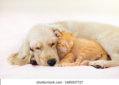 Cat and dog sleeping together. Kitten and puppy taking nap. Home pets. Animal care. Love and friendship.  - Shutterstock ID 1485037727