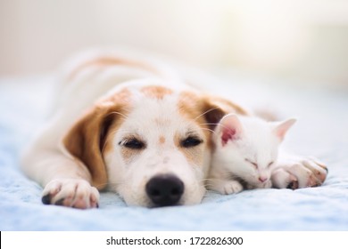 犬 猫 寝る の写真素材 画像 写真 Shutterstock