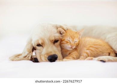 Cat and dog sleeping together. Kitten and puppy taking nap. Home pets. Animal care. Love and friendship. Domestic animals. - Shutterstock ID 2267627917