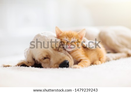 Photo of Cat and dog sleeping together. Kitten and puppy taking nap. Home pets. Animal care. Love and friendship. Domestic animals.
