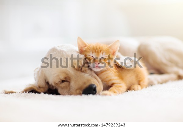 Cat
and dog sleeping together. Kitten and puppy taking nap. Home pets.
Animal care. Love and friendship. Domestic
animals.