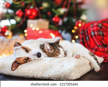 Cat and dog sleeping under christmas tree. Pets friends. Happy New Year