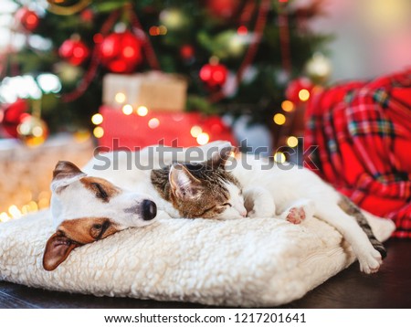 Cat and dog sleeping under christmas tree. Pets friends. Happy New Year