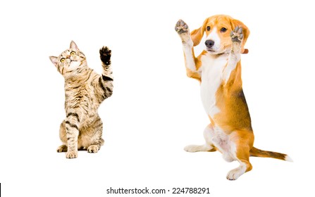 can you raise a cat and dog together