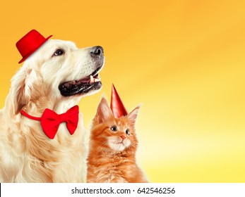 Cat And Dog Together With Birthday Party Hats, Maine Coon Kitten, Golden Retriever Looks At Right. Yellow Background