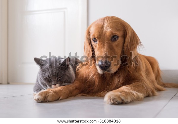 Cat Dog Together British Shorthair Golden Stock Photo Edit Now