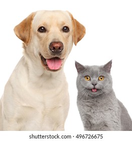 Cat And Dog Together. Close-up Portrait Isolated On White