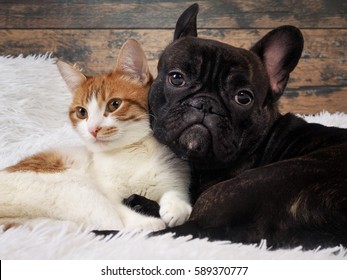 cat and dog together. Cute Pets. Portrait