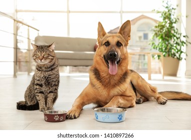 Cat and dog together with feeding bowls on floor indoors. Funny friends - Powered by Shutterstock