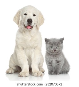 Cat And Dog Together In Front Of White Background