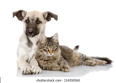 Cat And Dog Together. Isolated On White Background