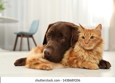 Cat And Dog Together Looking At Camera On Floor Indoors. Fluffy Friends