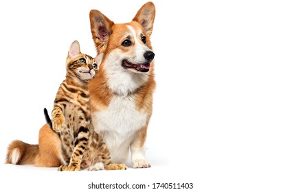 Cat And Dog Together Looking Sideways Together On A White Background 