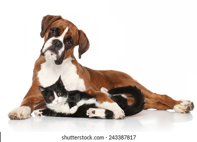 Cat and dog together lying on the floor