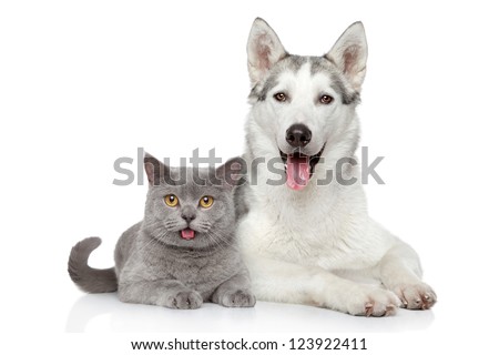 Cat and dog together lying on a white background