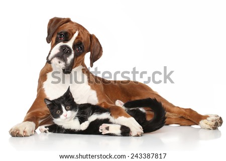Cat and dog together lying on the floor