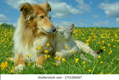 Cat and dog together nose to nose  in a summer field with buttercups and blue sky in a background