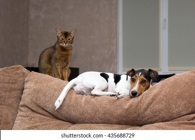 Cat And Dog Together On Back Of The Couch