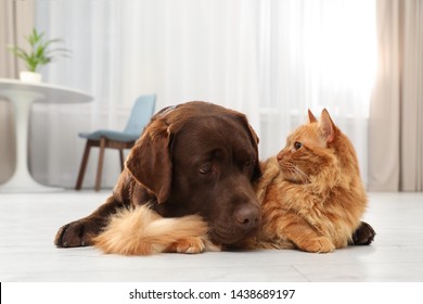 Cat And Dog Together On Floor Indoors. Fluffy Friends