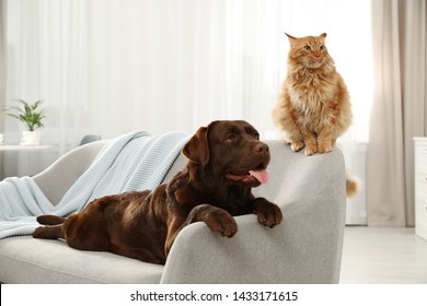 Cat And Dog Together On Sofa Indoors. Fluffy Friends