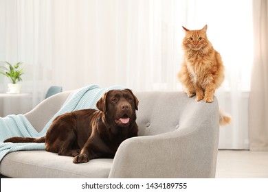 Cat And Dog Together On Sofa Indoors. Fluffy Friends