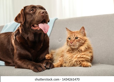 Cat And Dog Together On Sofa Indoors. Fluffy Friends