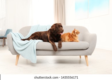 Cat And Dog Together On Sofa Indoors. Fluffy Friends