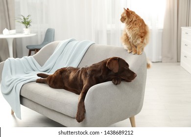 Cat And Dog Together On Sofa Indoors. Fluffy Friends