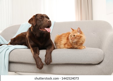 Cat And Dog Together On Sofa Indoors. Fluffy Friends