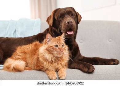 Cat And Dog Together On Sofa Indoors. Fluffy Friends
