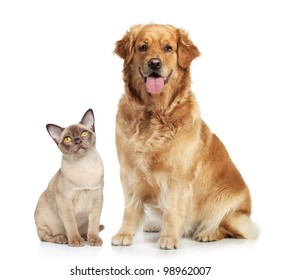 Cat And Dog Together On A White Background