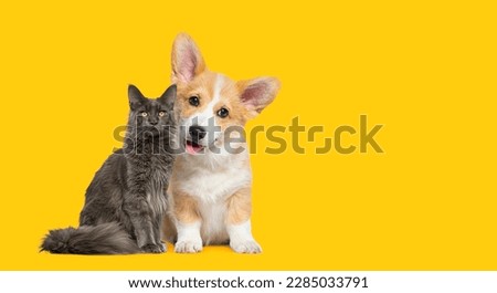 Cat and dog together, panting Puppy Welsh Corgi looking at camera and proud grey cat, on yellow background