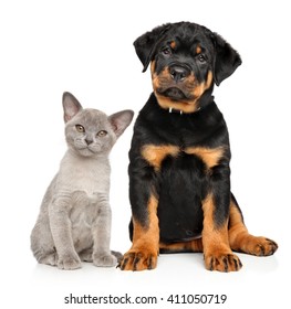 Cat And Dog Together Sits On A White Background