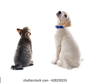 Cat And Dog Together, View From The Back, Isolated On White