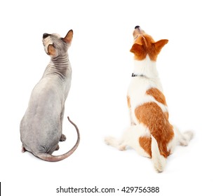 Cat And Dog Together, View From The Back, Isolated On White