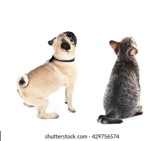 Cat And Dog Together, View From The Back, Isolated On White