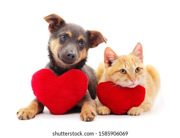Dog Cat Heart Hd Stock Images Shutterstock