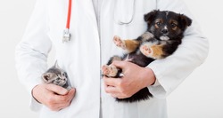 Cat And Dog In Vet Doctor Hands. Doctor Veterinarian Keeps Kitten In Pocket And Puppy In Hand In White Coat With Stethoscope. Baby Pets In Clinic. Medicine Concept. Long Web Banner