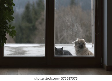Cat And Dog Waiting Behind Dirty Glass Door To Enter Inside